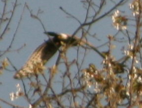 Falco??